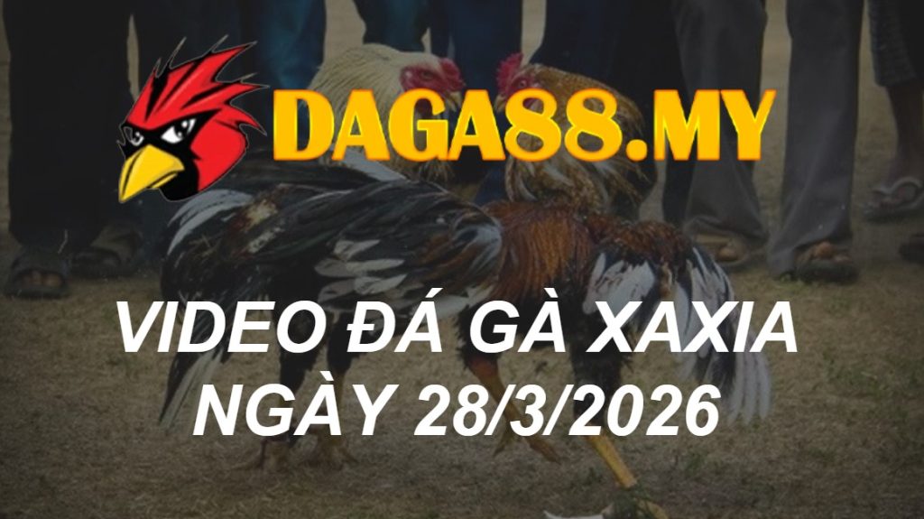 VIDEO GÀ XAXIA NGÀY 28/3/2026